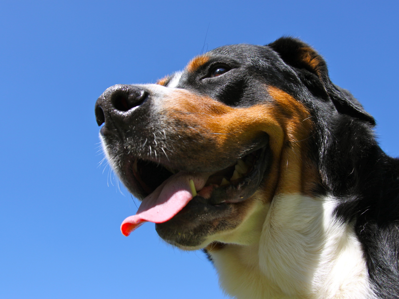 Большой швейцарский зенненхунд улыбается на фоне неба