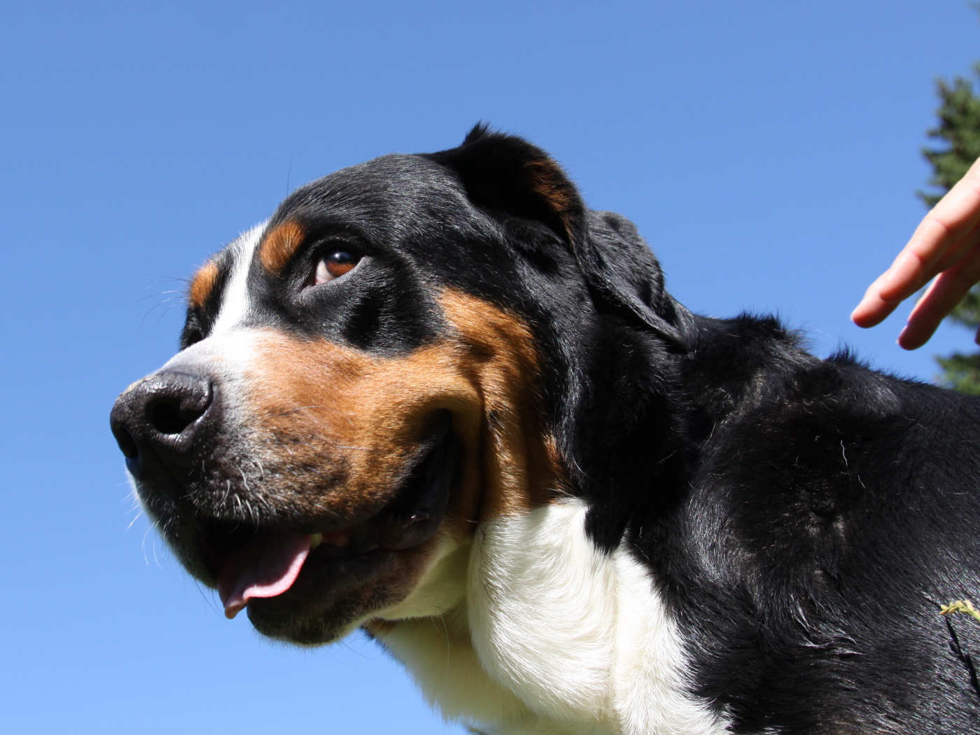 Greater Swiss Mountain Dog squints