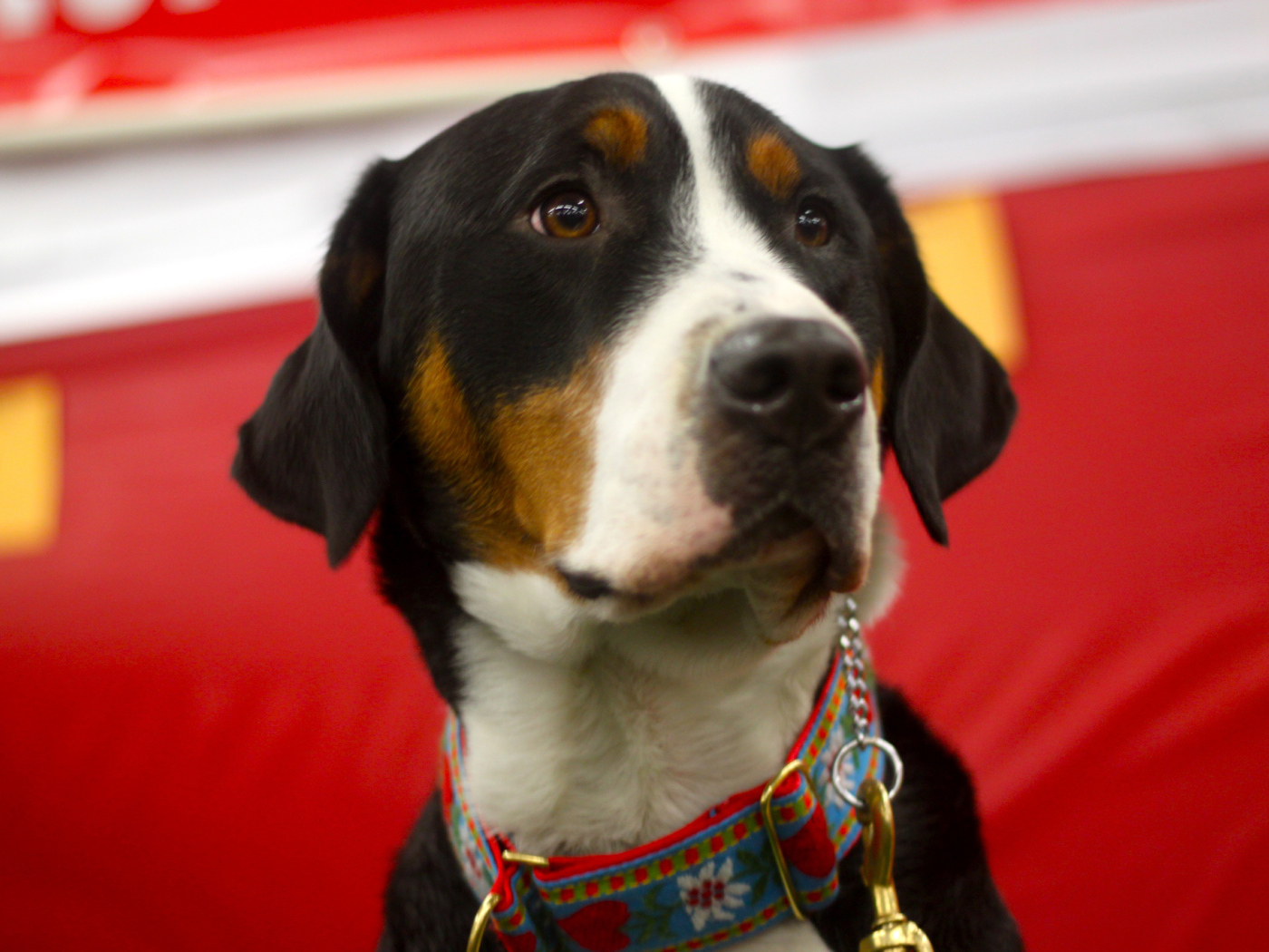 Большой швейцарский зенненхунд с грустными глазами на красном фоне