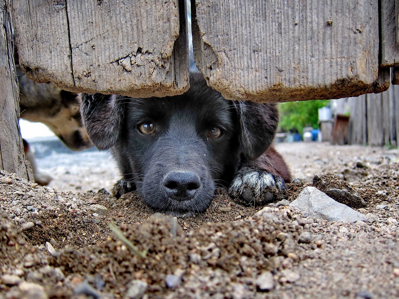 Охранник дома