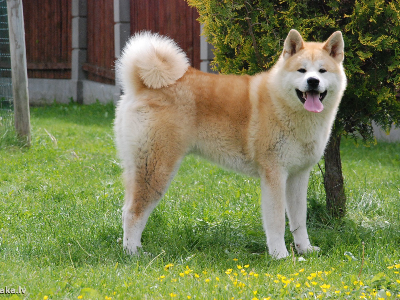 Счастливая акита-ину