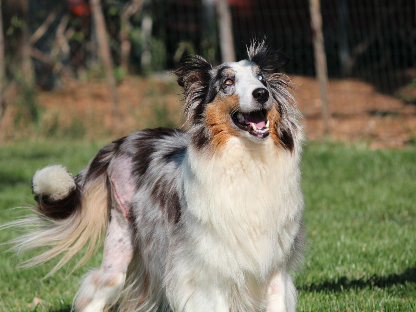 Счастливая собака породы шелти