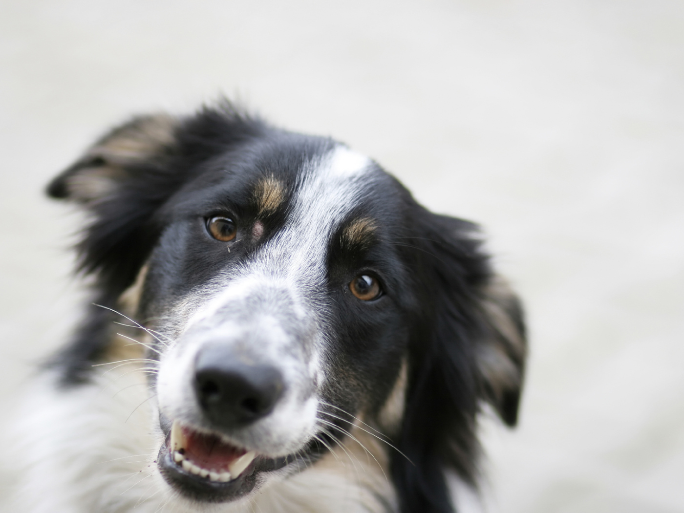 Счастливая бордер-колли крупным планом