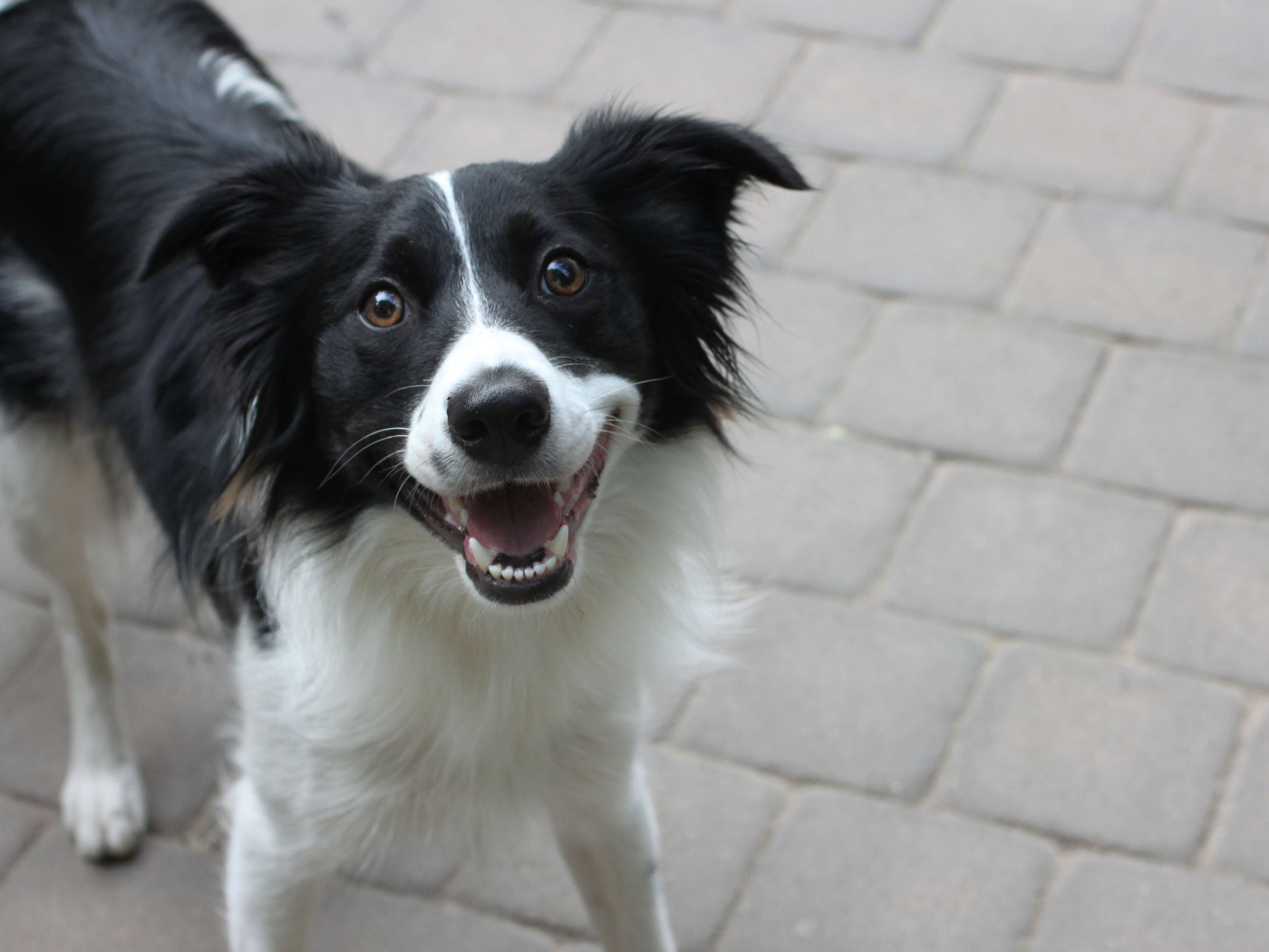 Счастливая бордер-колли смотрит на фотографа