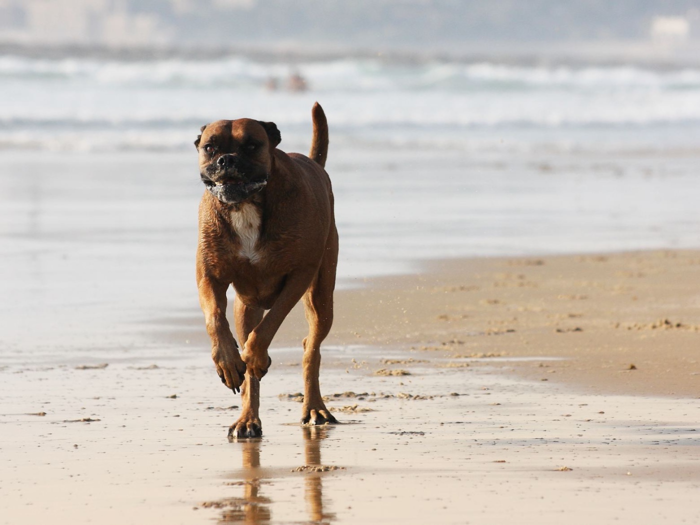 Счастливый боксёр бежит по берегу моря
