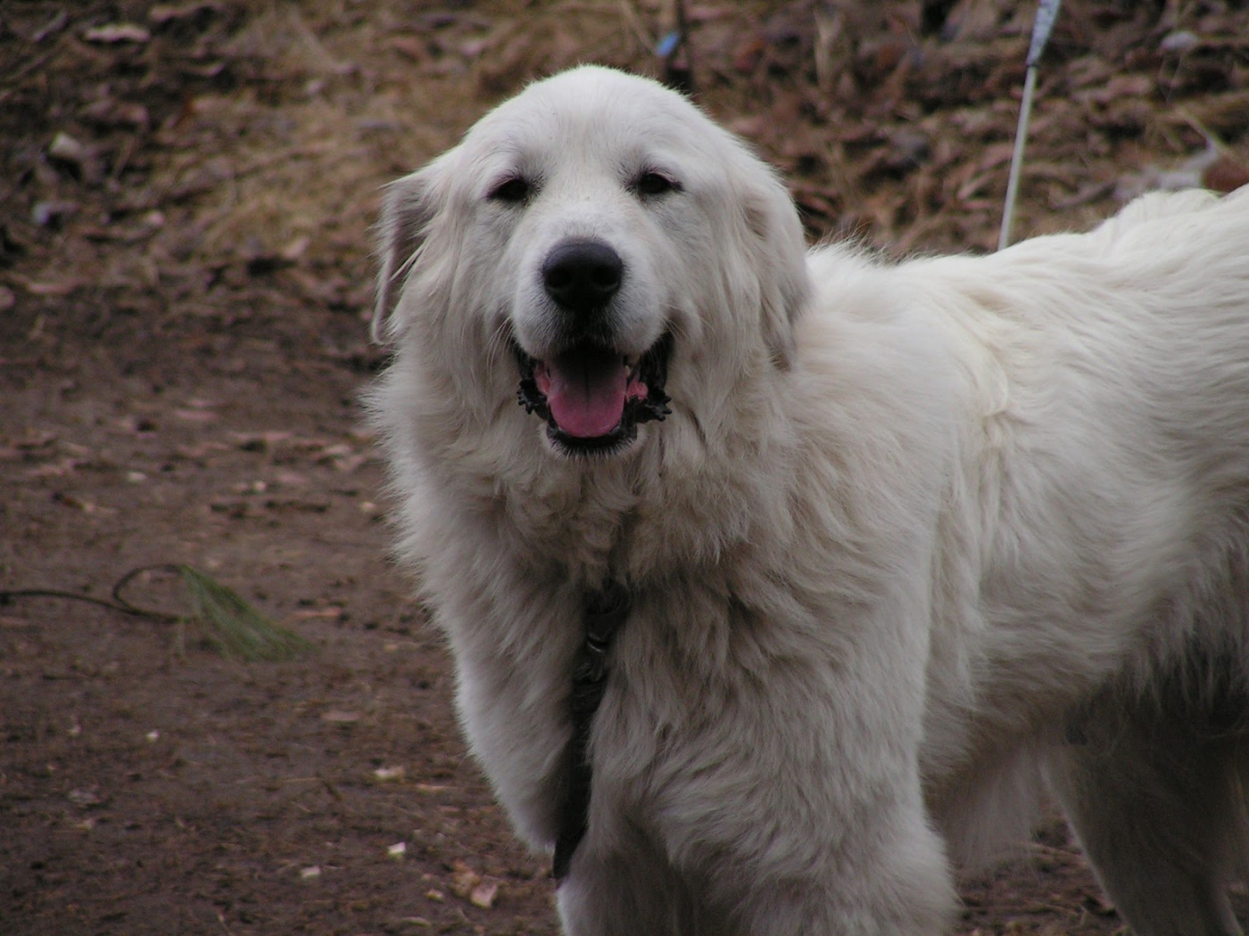 Счастливая большая пиренейская собака