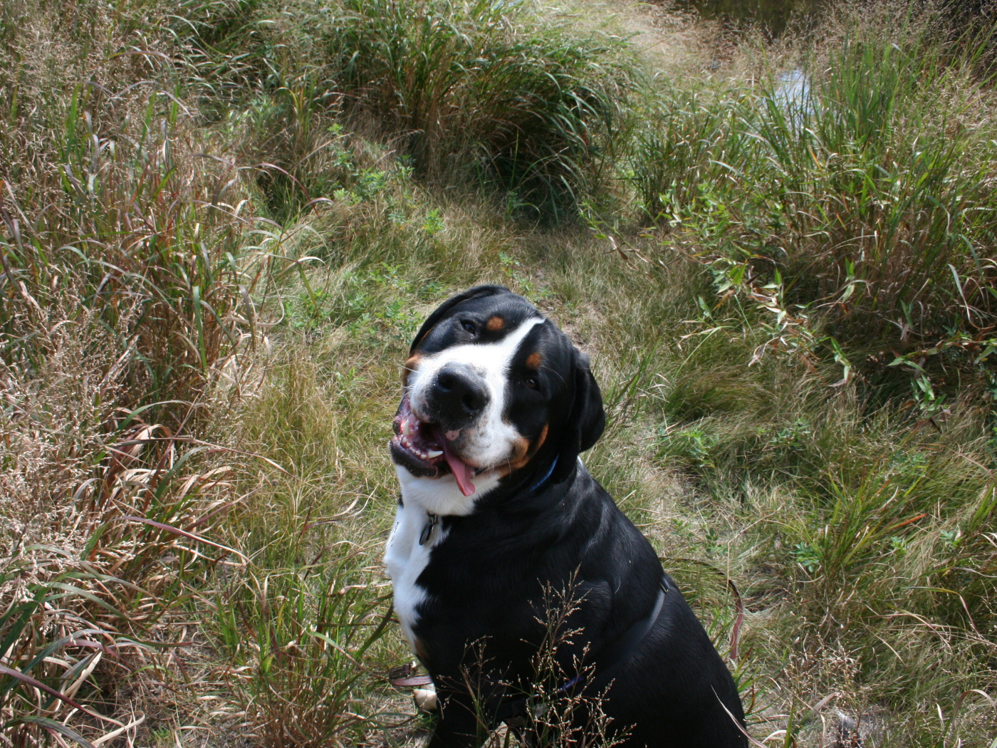 Счастливый большой швейцарский зенненхунд в высокой траве