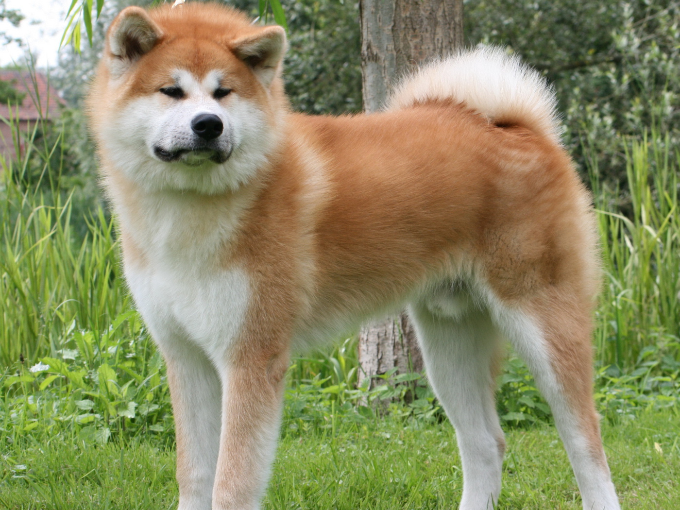 Огромная Кавказская овчарка