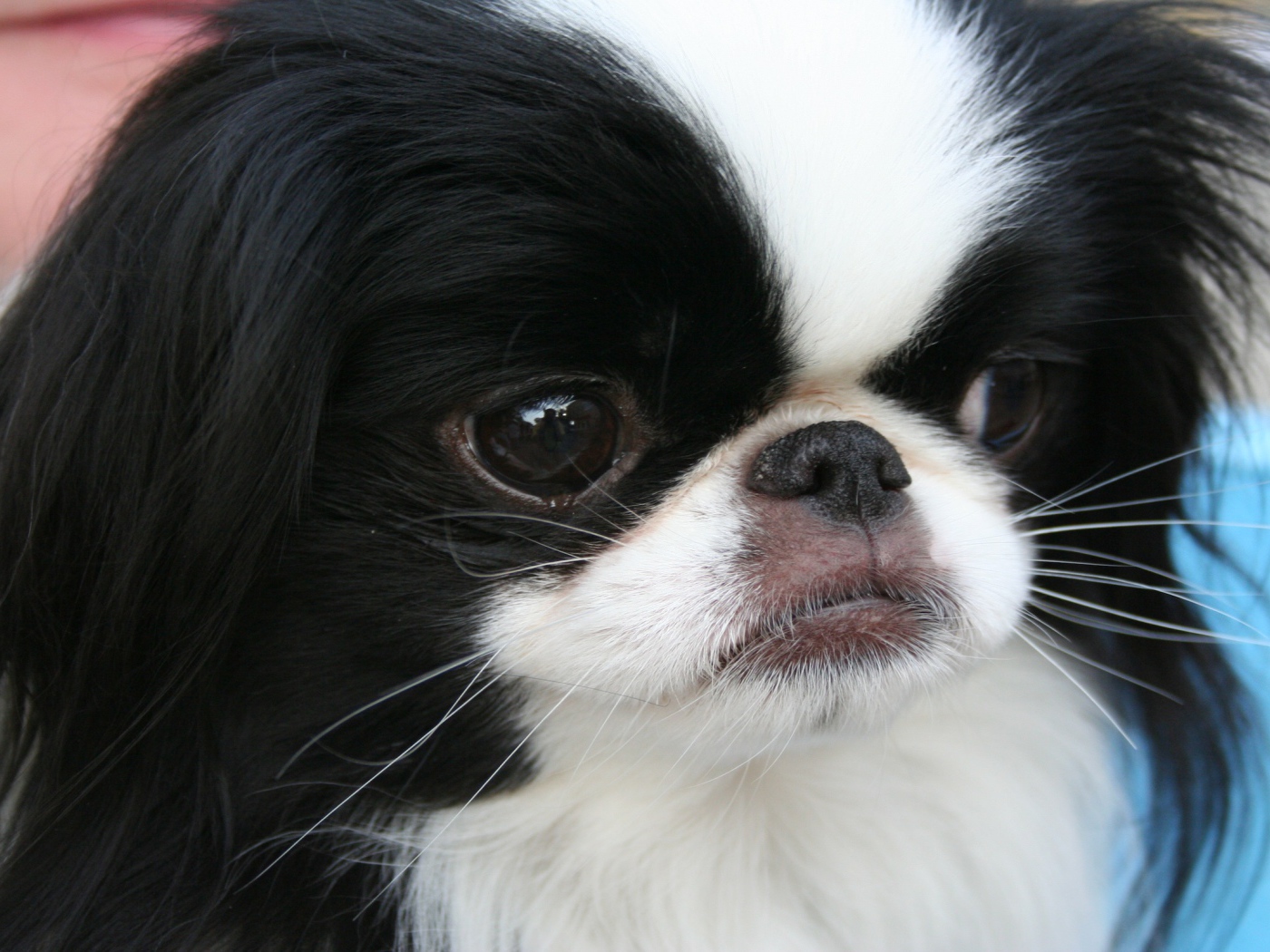 Японский хин крупным планом