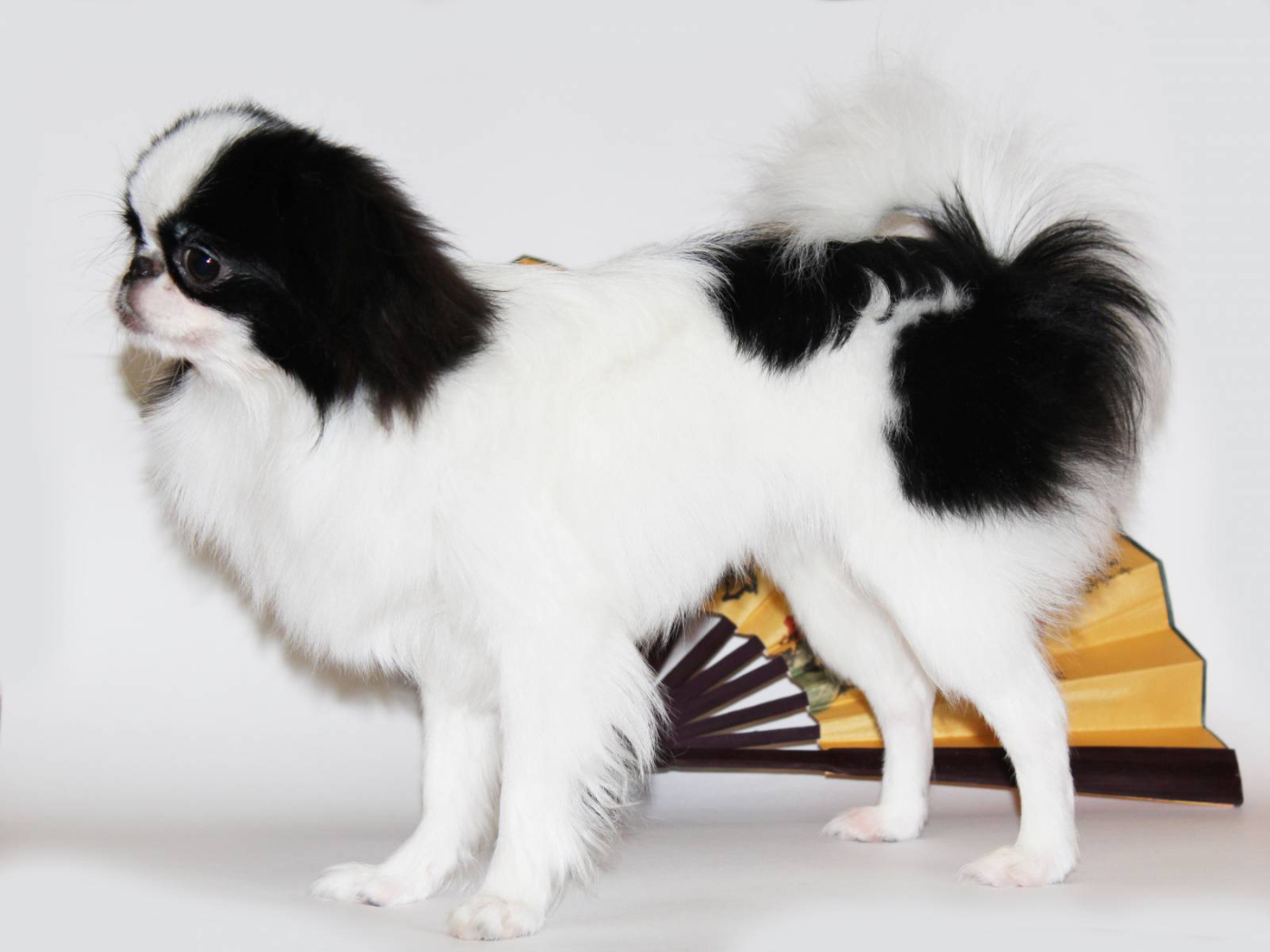Japanese chin on a white background