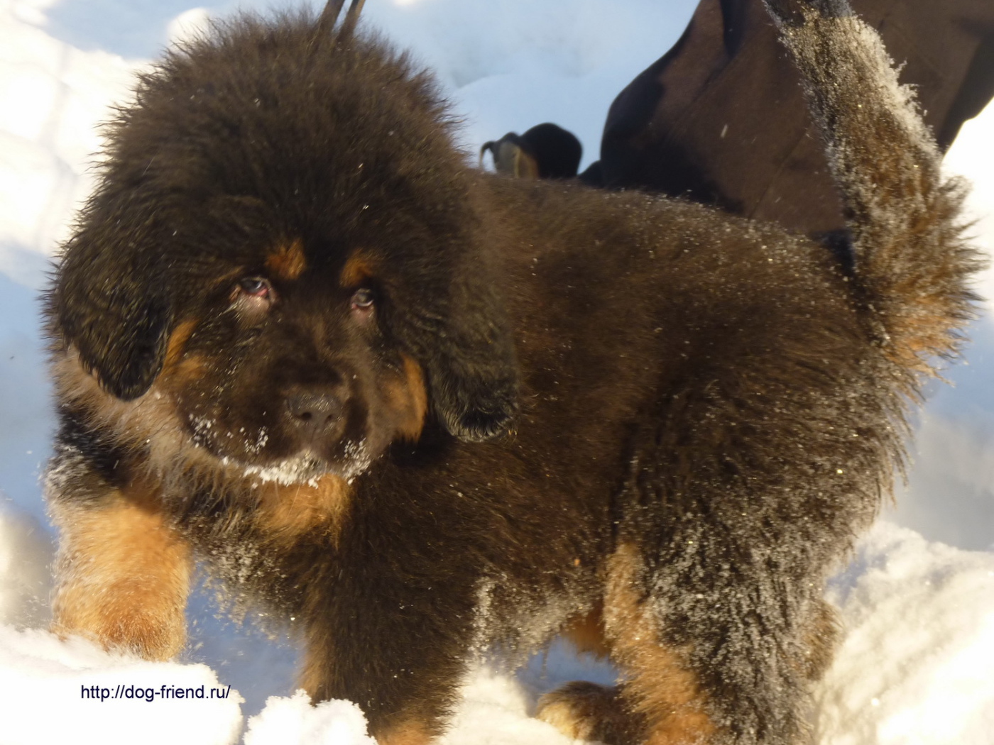 Маленький тибетский мастиф на снегу