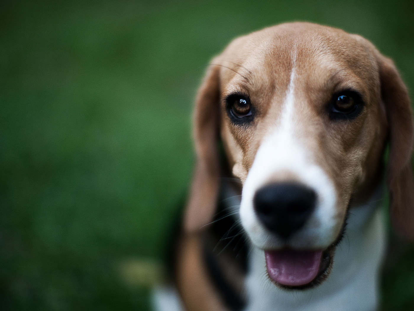 Маленький милый Грейхаунд