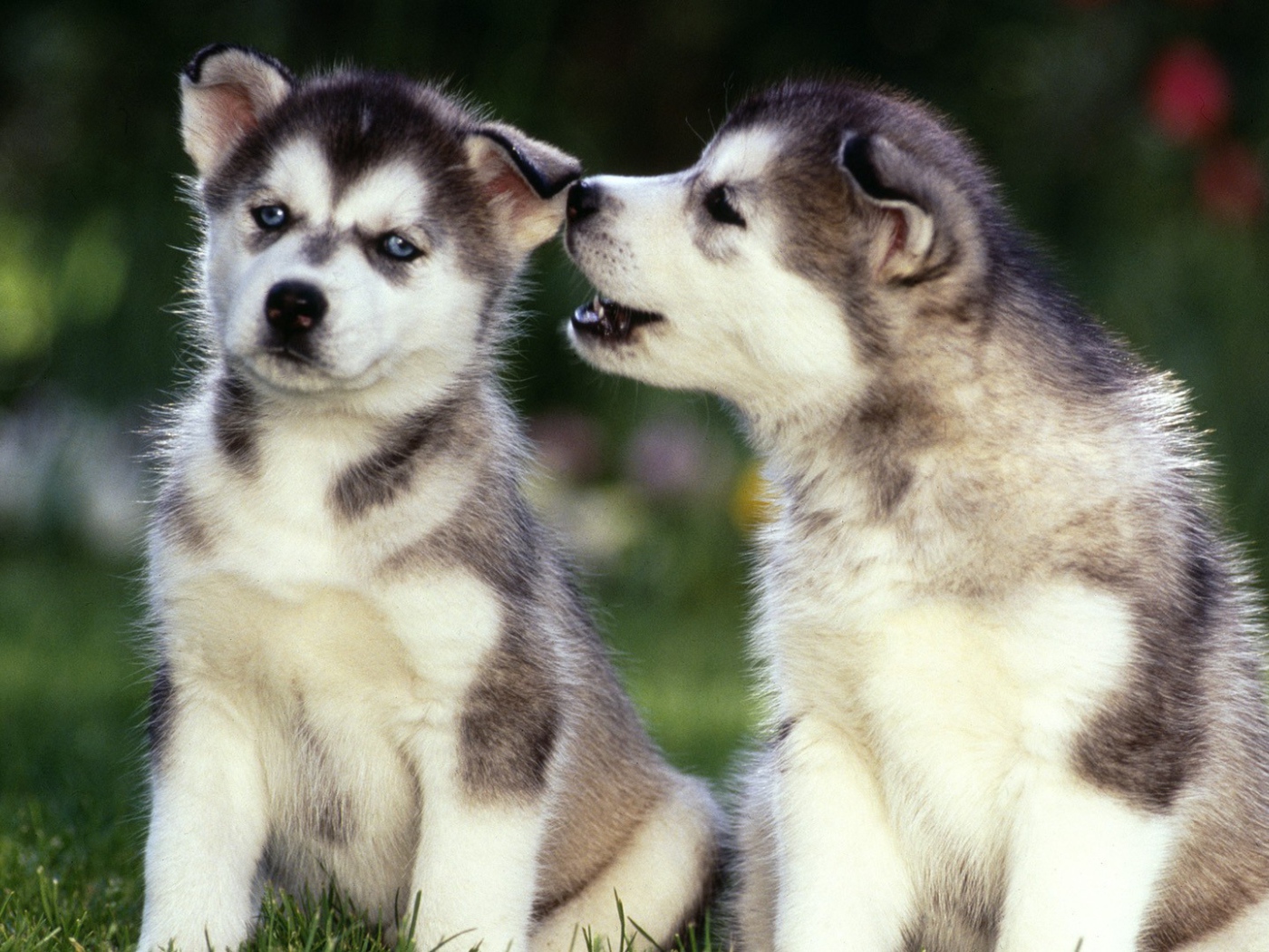 Маленькие Щенки сибирских хаски