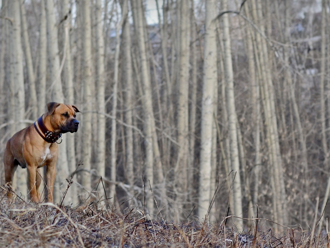 Одинокий боксёр в пустом лесу