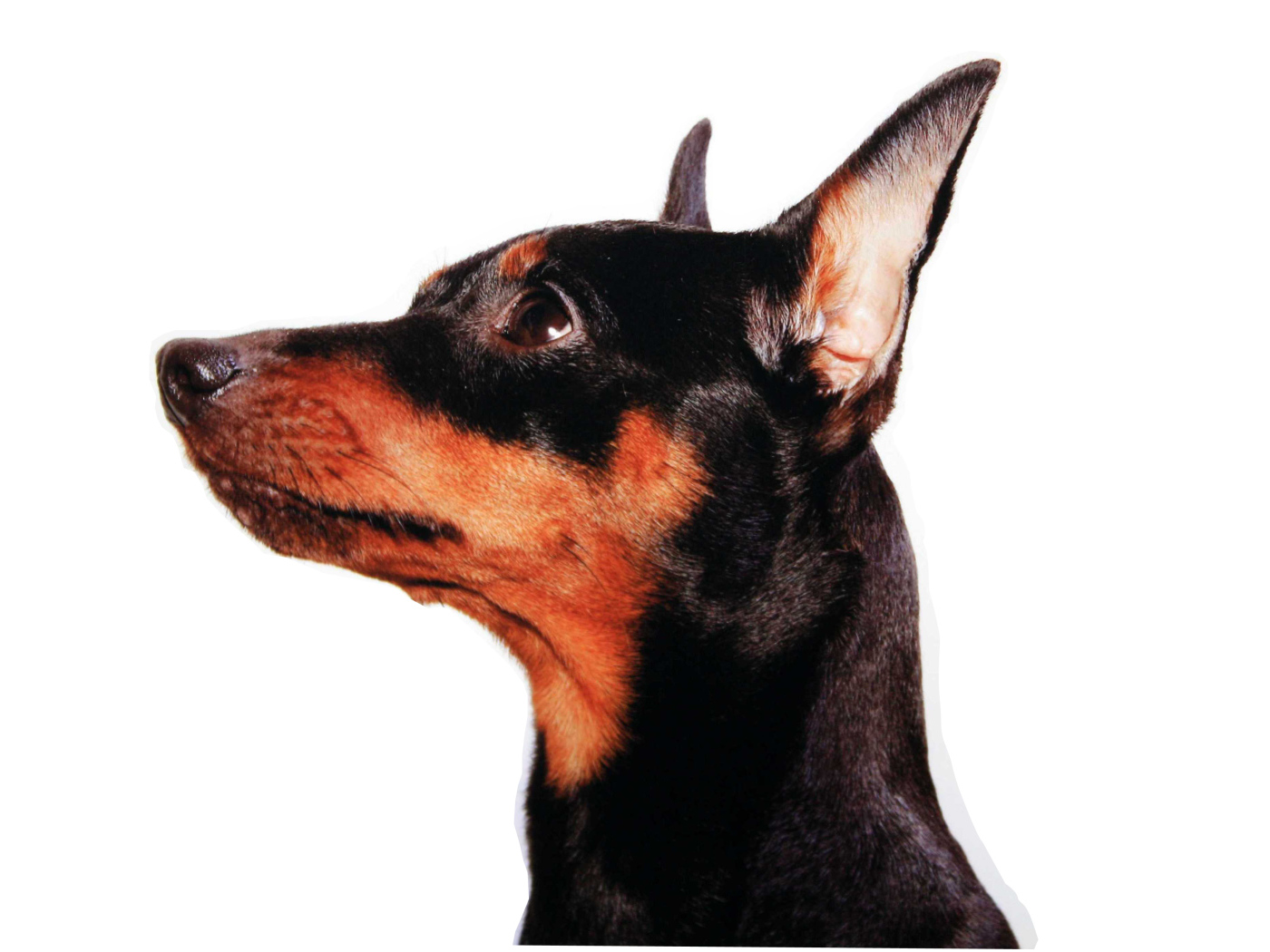 Карликовый пинчер лицо крупным планом