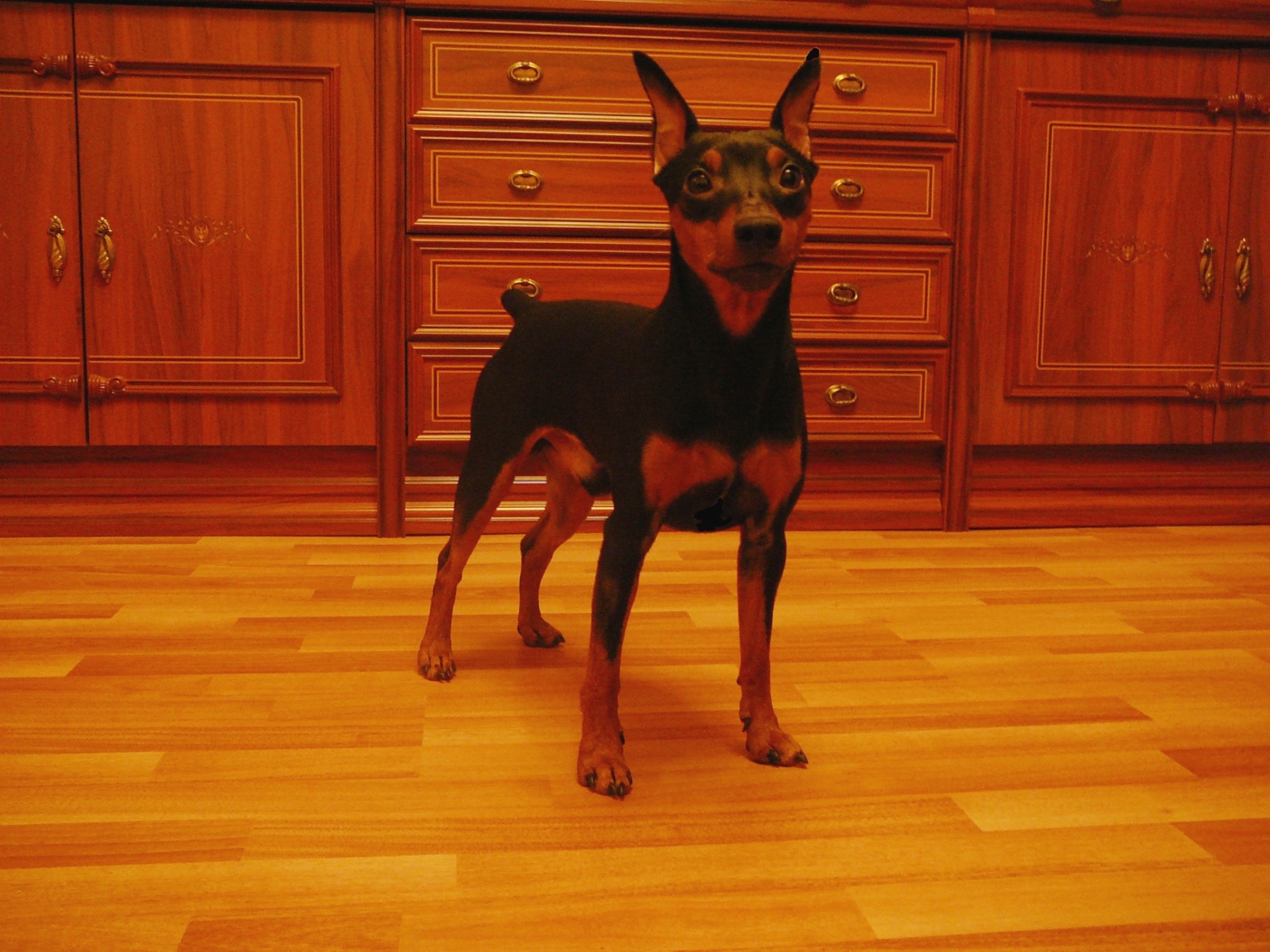 Карликовый пинчер на кухне