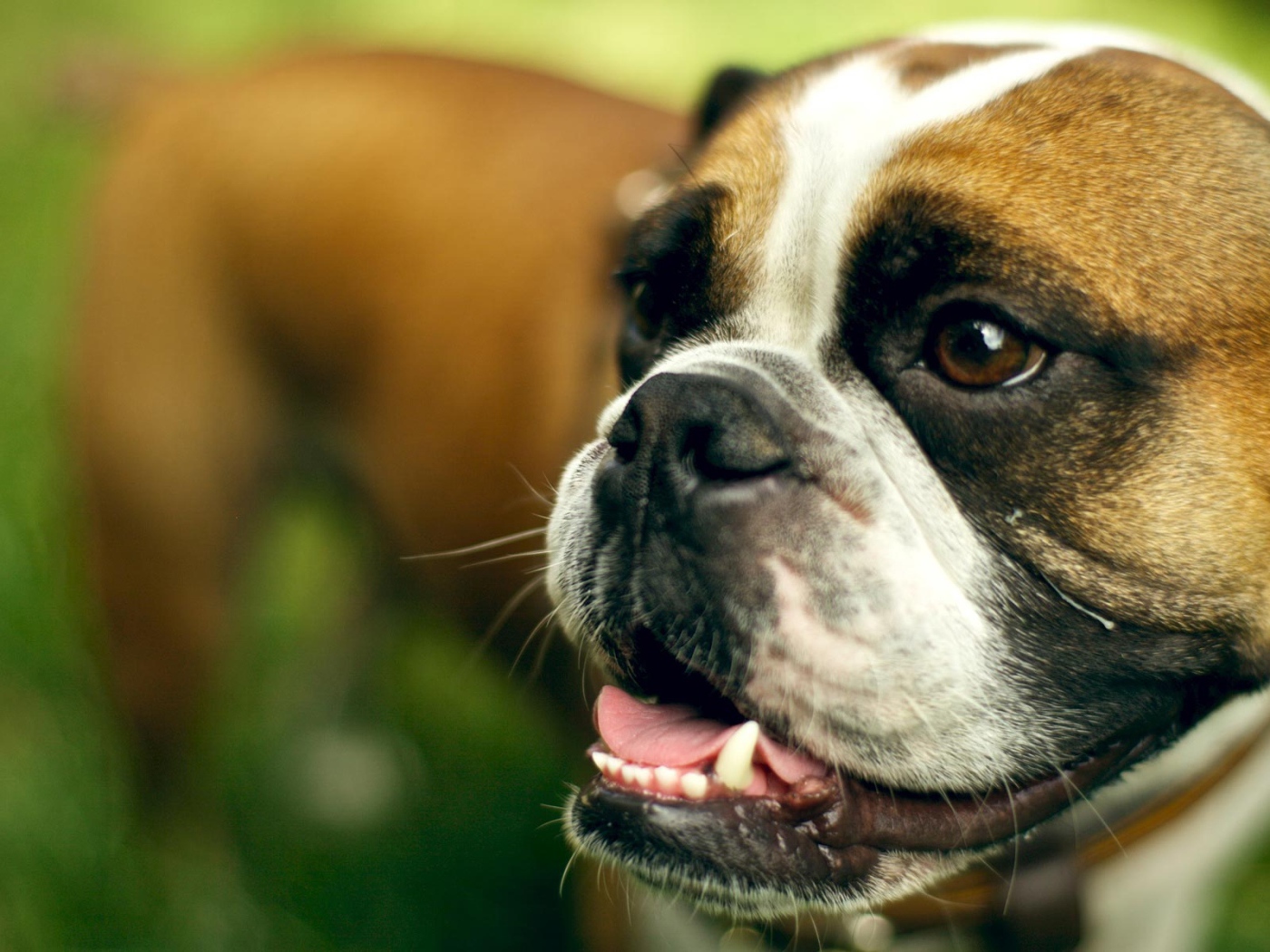 Морда счастливого боксёра