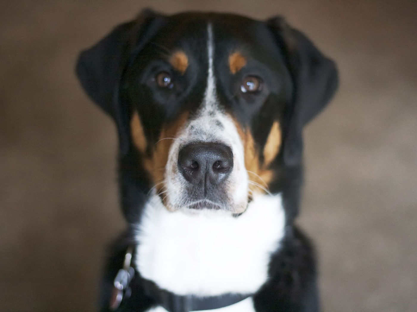 Нос большого швейцарского зенненхунда