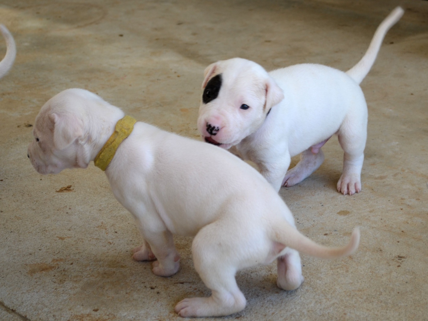 Playful puppies Dogo Argentino