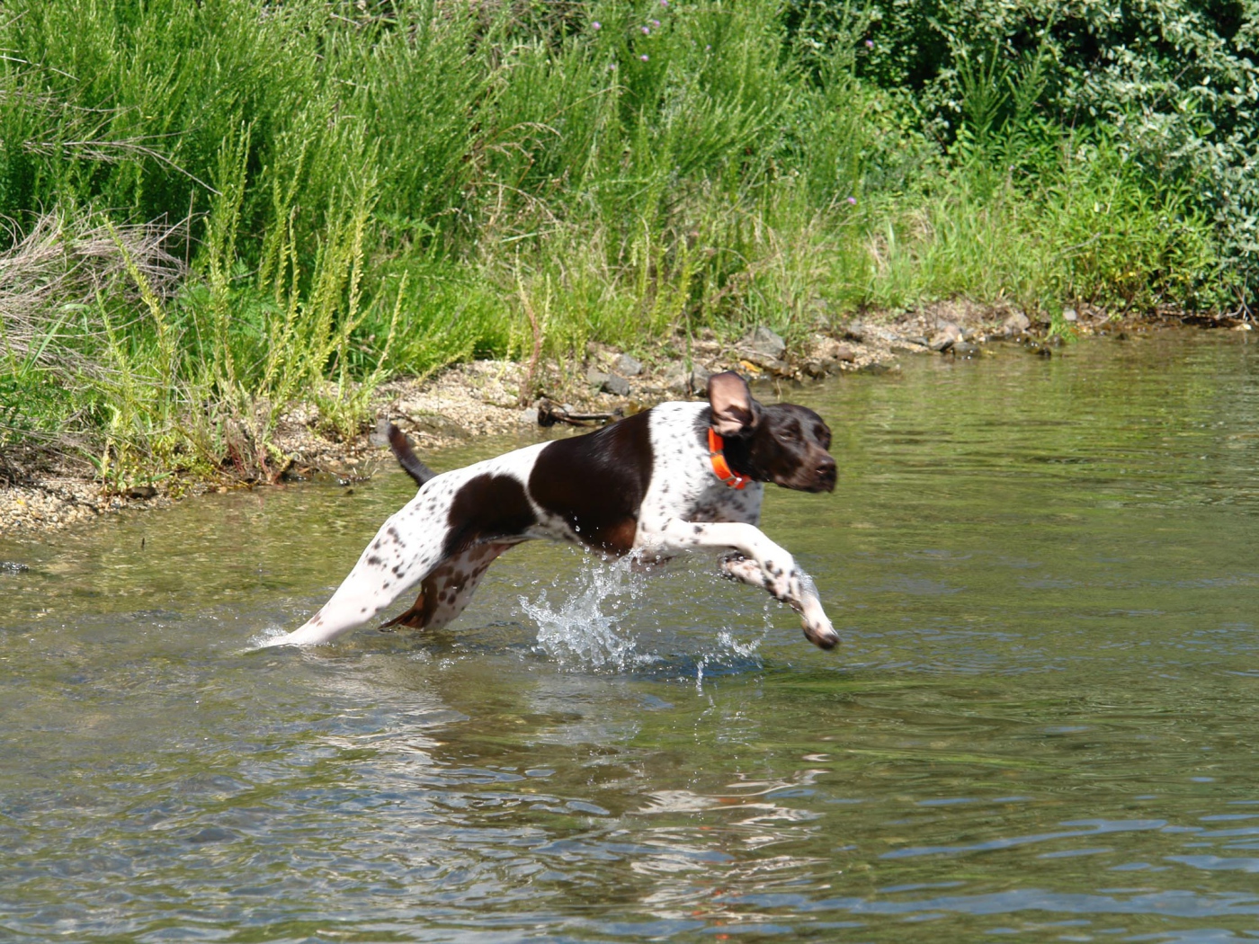 Пойнтер пересекает реку