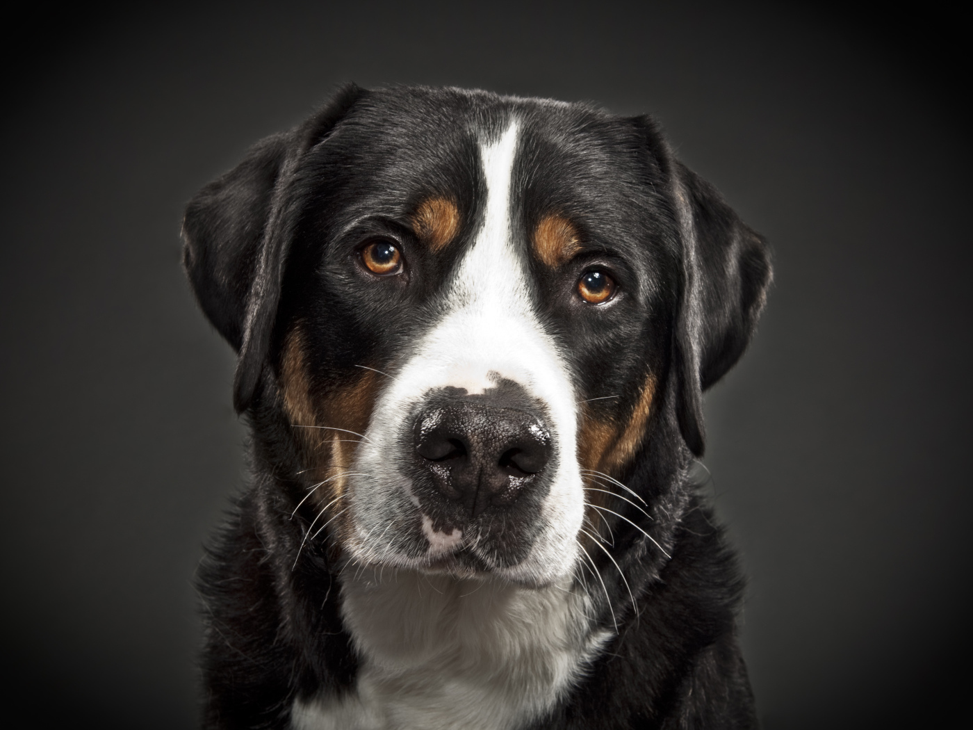 Портрет большого швейцарского зенненхунда