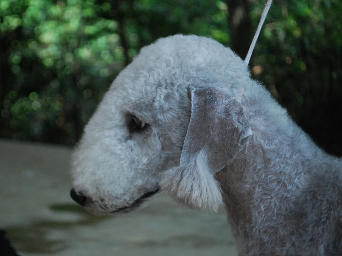 Портрет бедлингтон-терьера