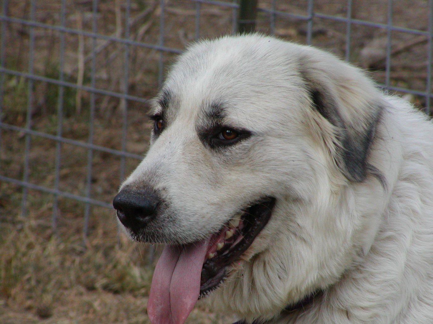 Портрет большой пиренейской собаки