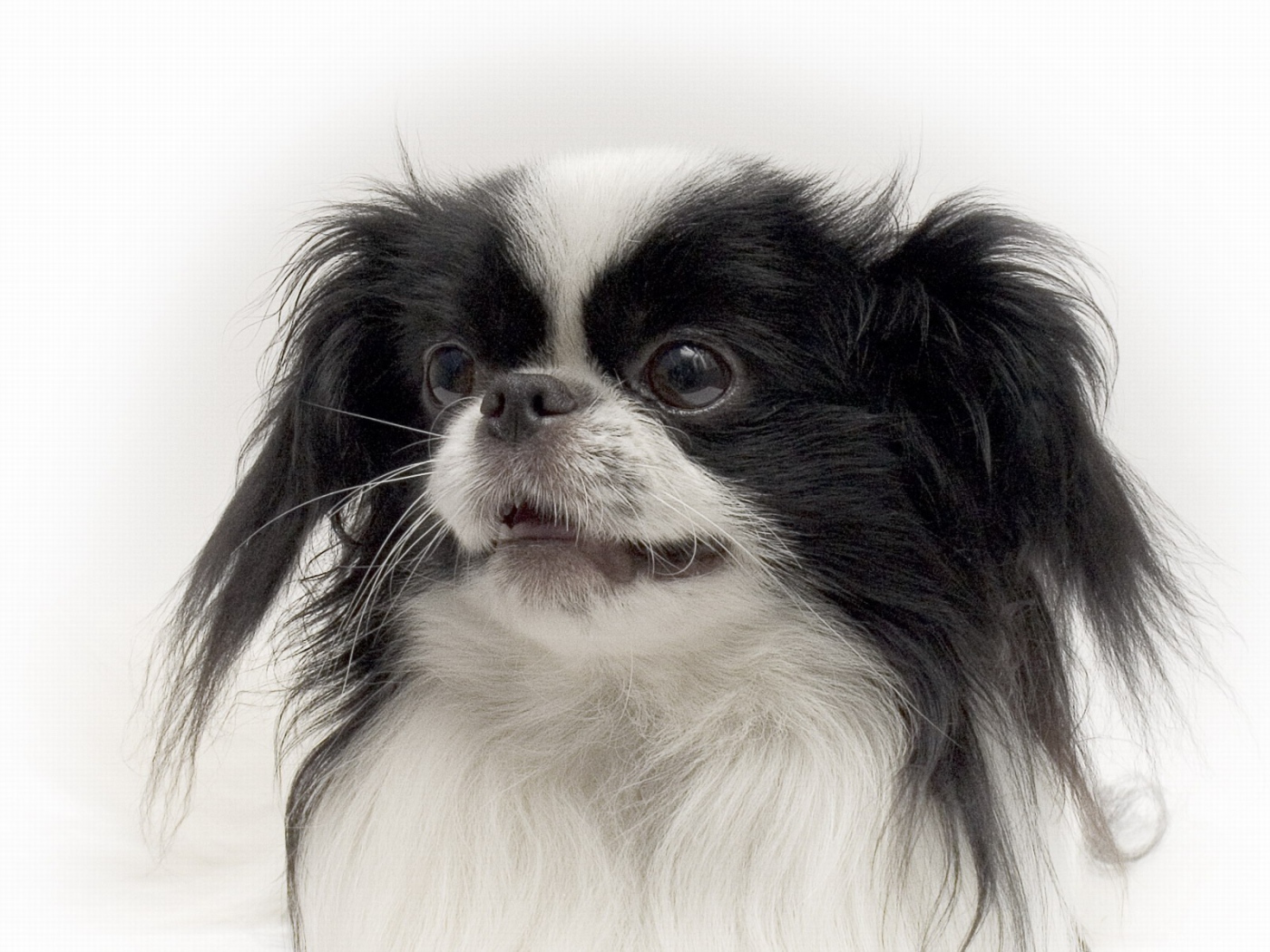 Портрет японского хина