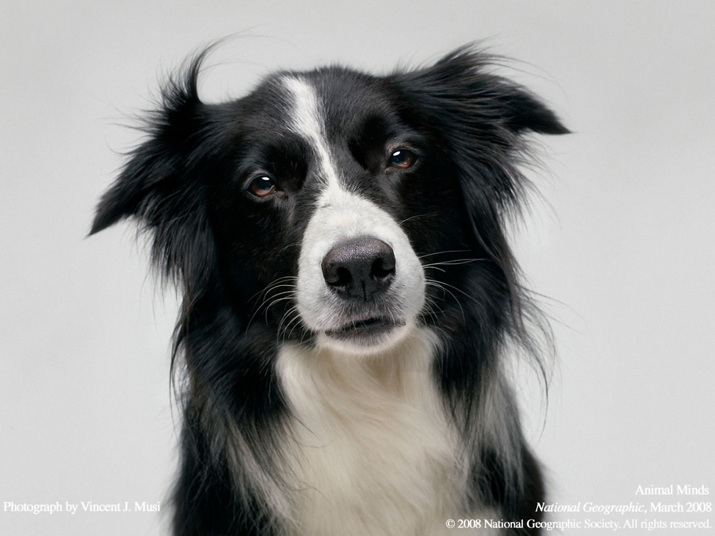 Портрет красивой бордер-колли на сером фоне