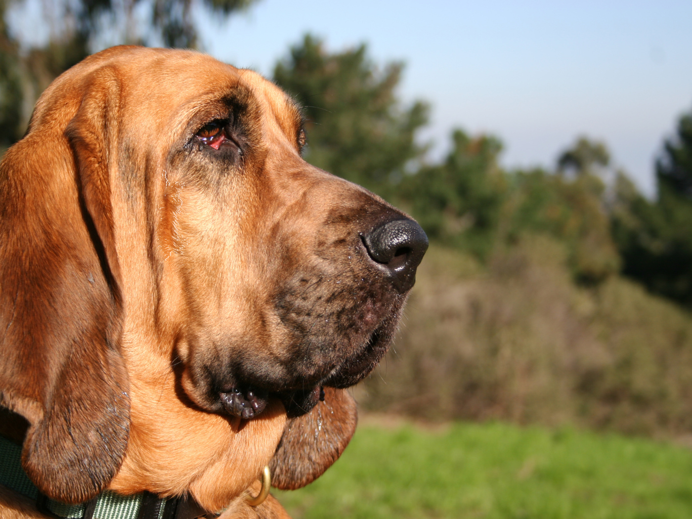Портрет бладхаунда на фоне природы