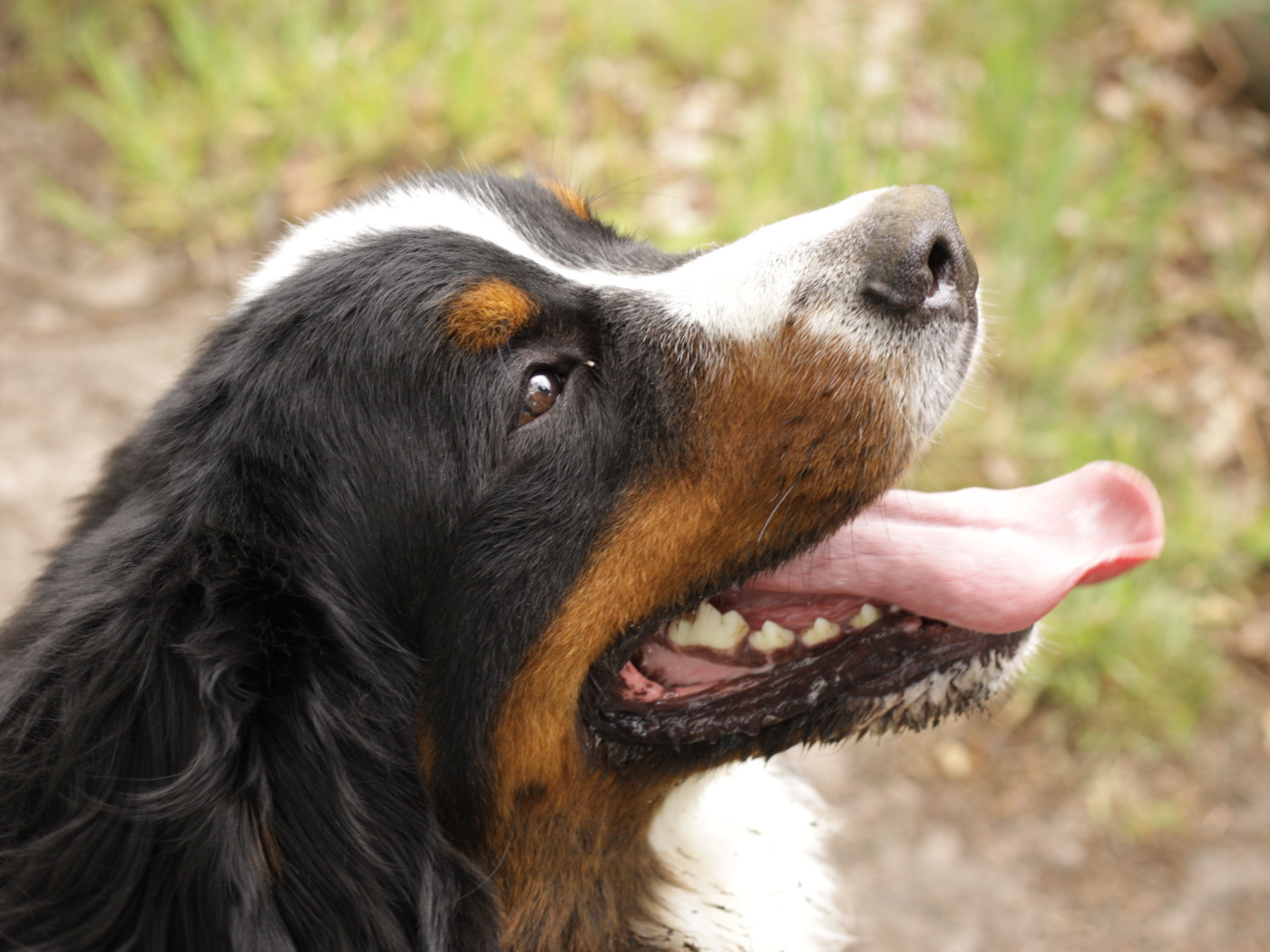 Портрет счастливой бернской пастушьей собаки
