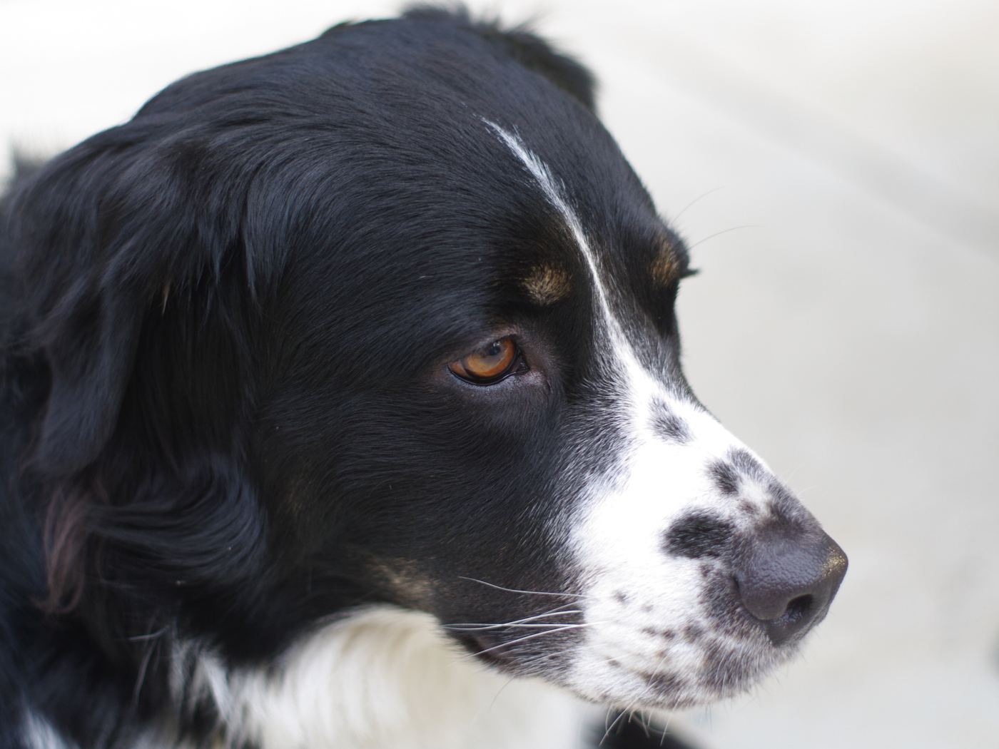 Портрет серьёзной бернской пастушьей собаки