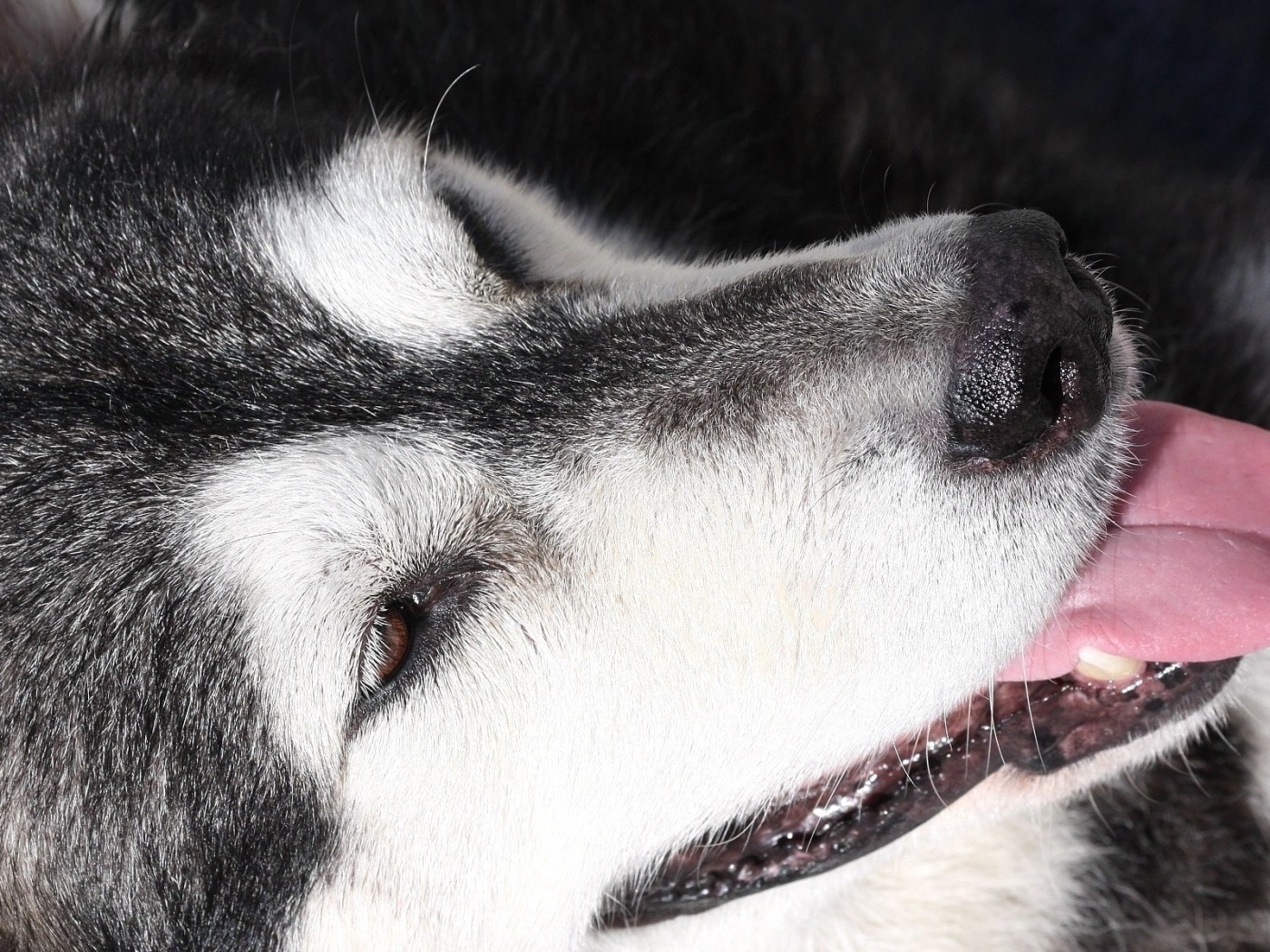 Портрет аляскинского маламута