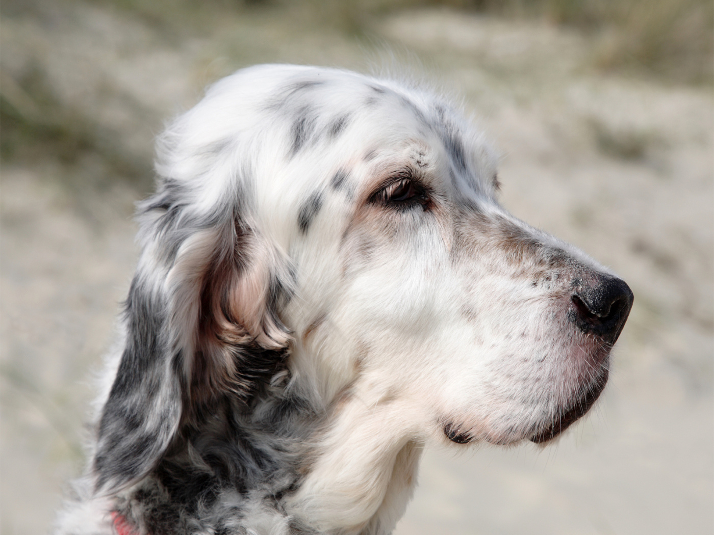 Портрет английского сеттера