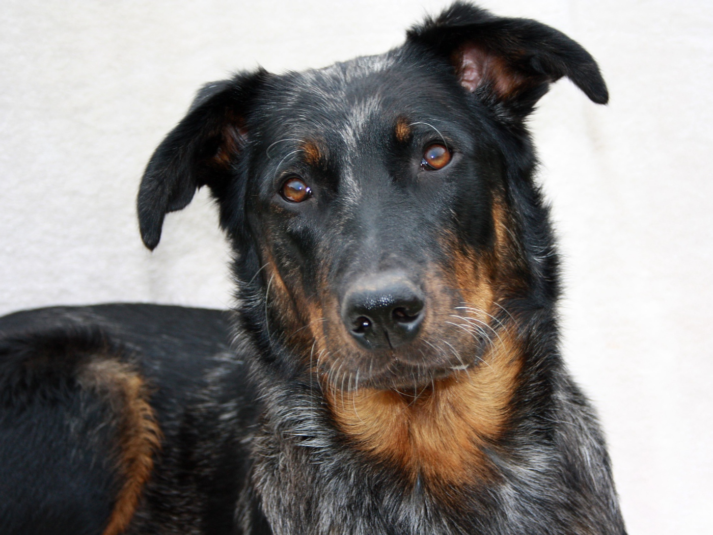 Портрет милого босерона на светлом фоне