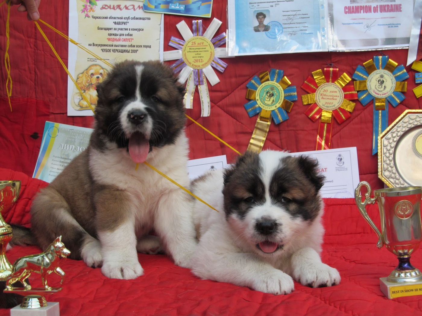 Щенки Кавказской овчарки Победители