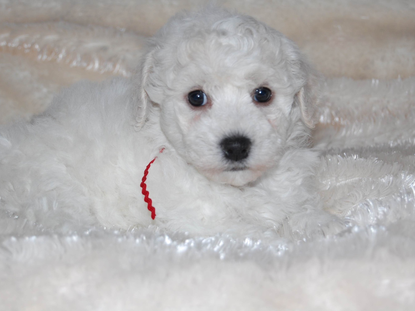 Щенок породы бишон-фриз лежит на белой постели