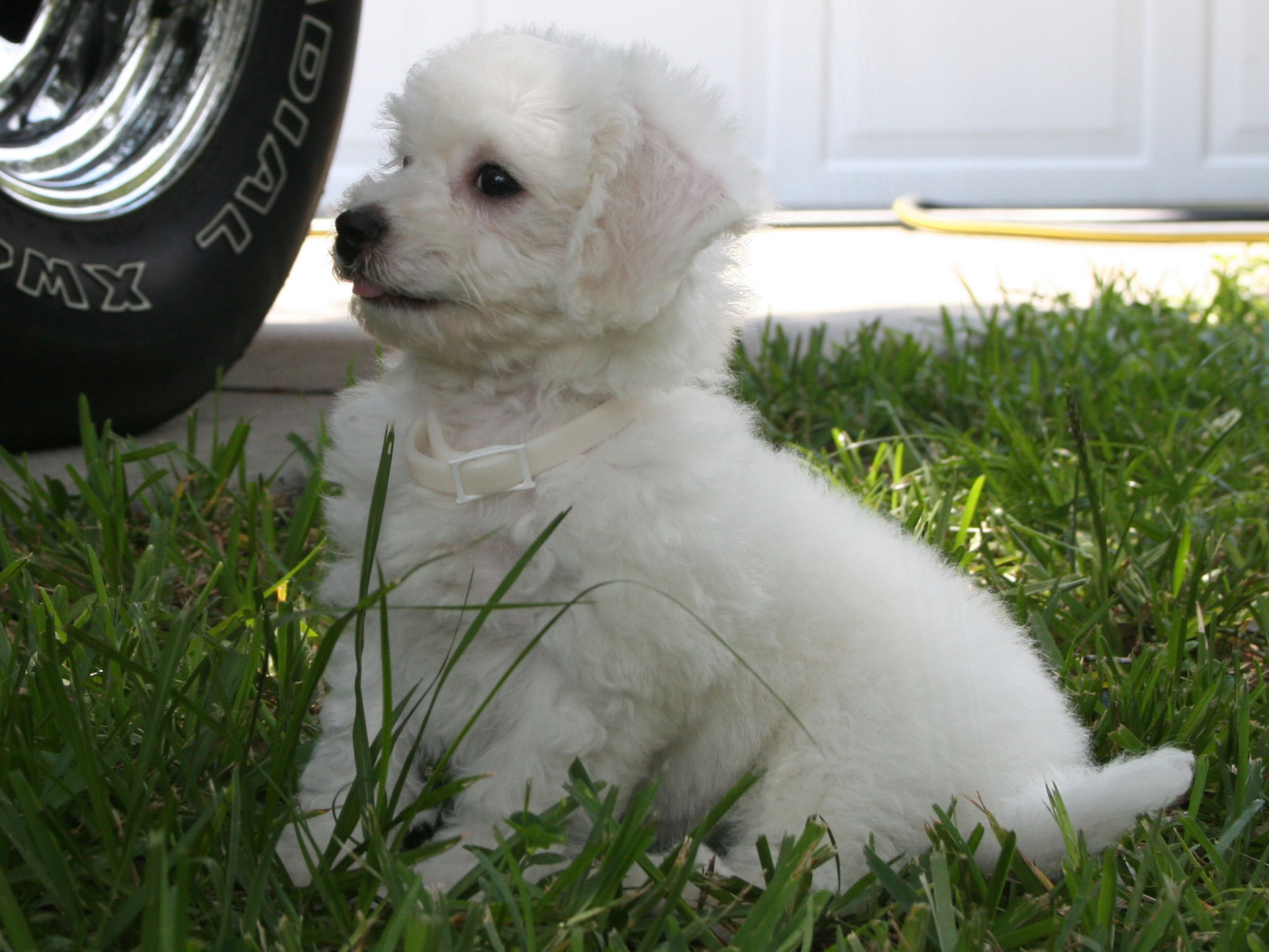 Щенок породы бишон-фриз возле машины