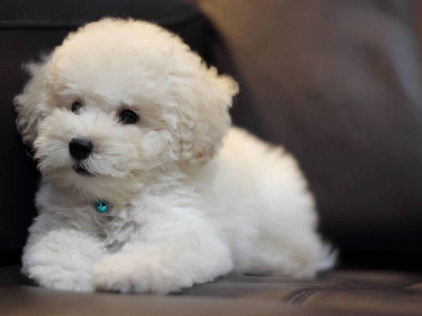 Щенок породы бишон-фриз на кожаном диване