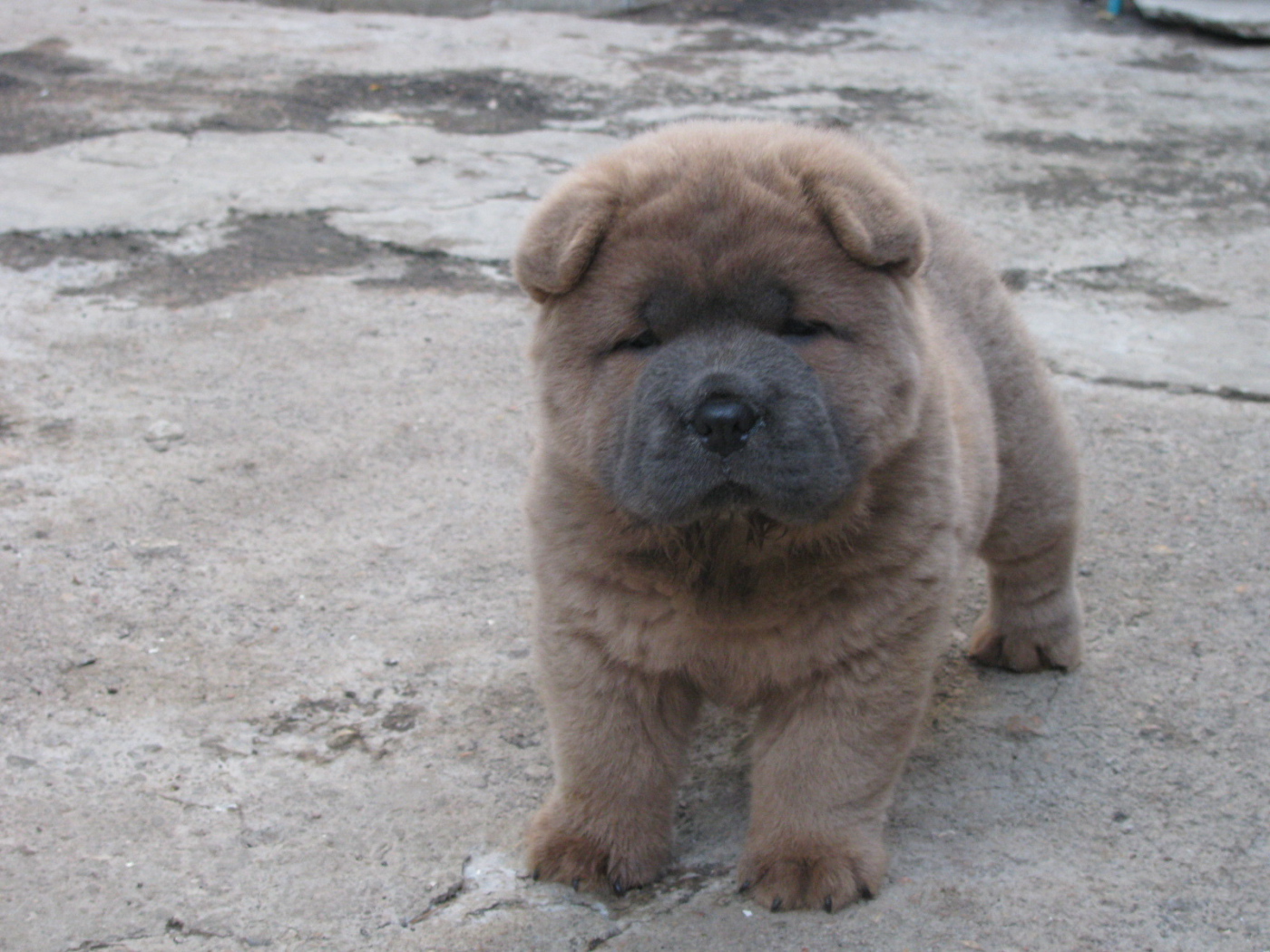 Щенок чау-чау на улице