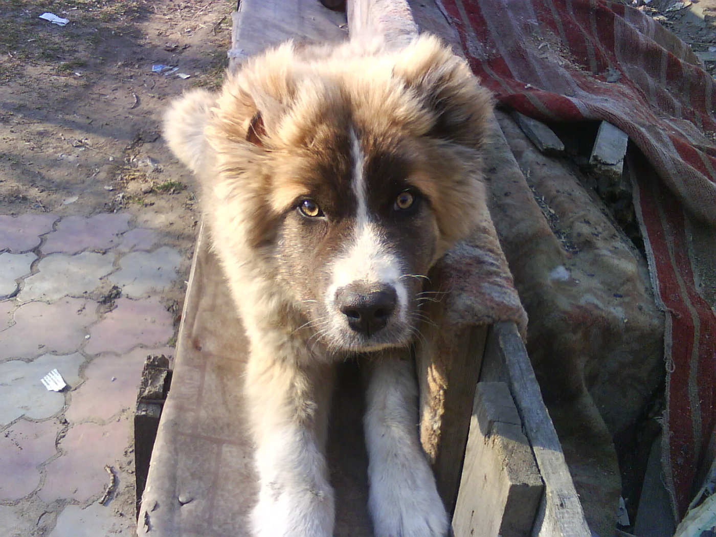 Щенок кавказской овчарки на скамейке