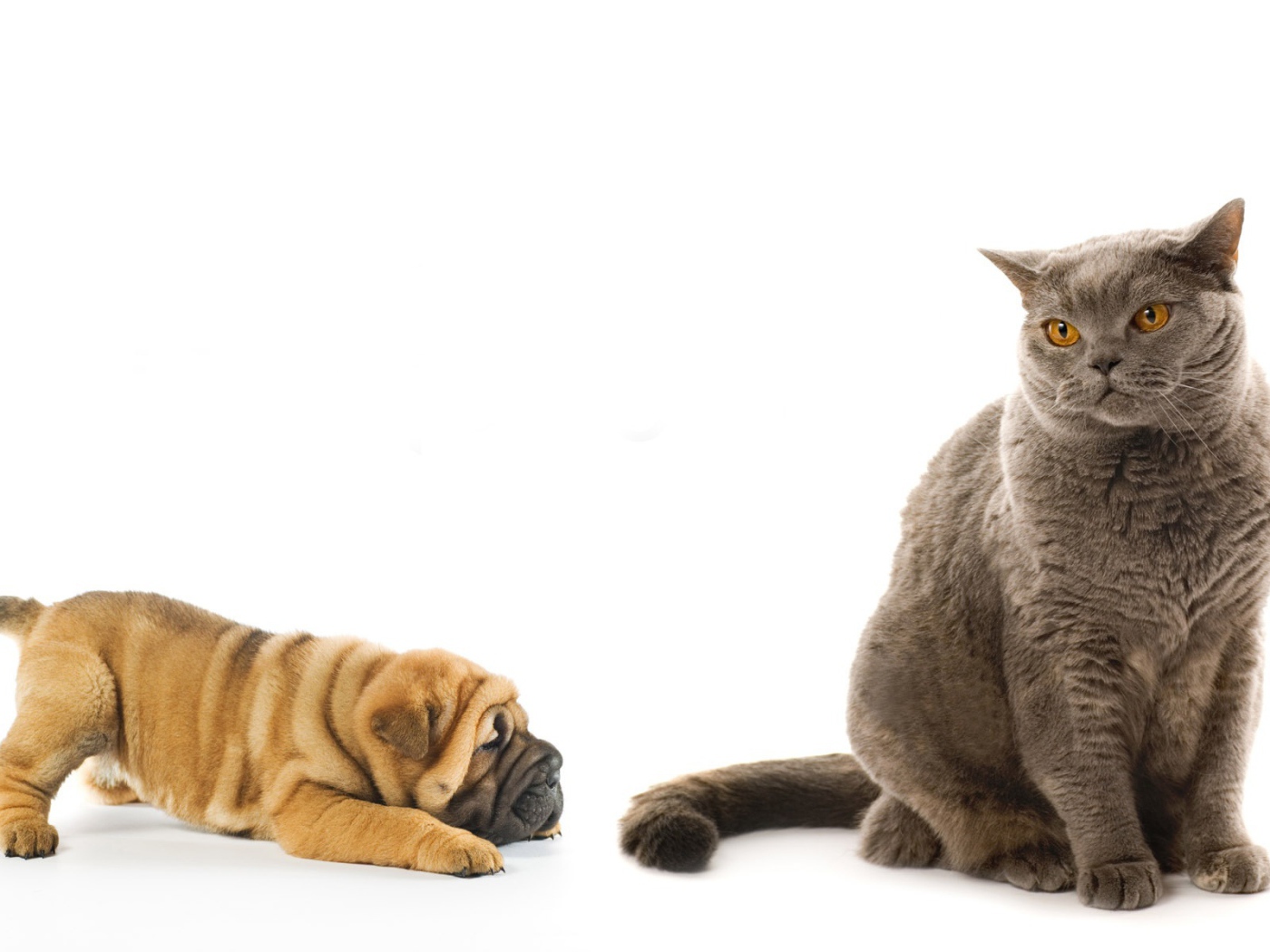 Щенок шарпей играет с кошкой