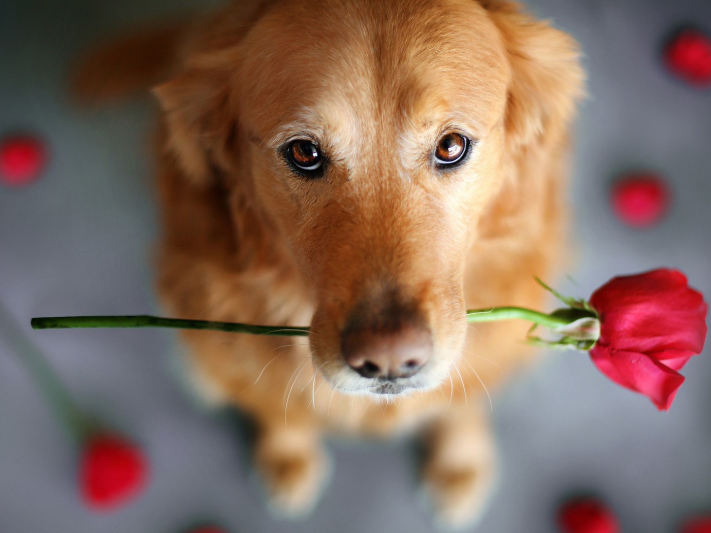 Роза своей хозяйке