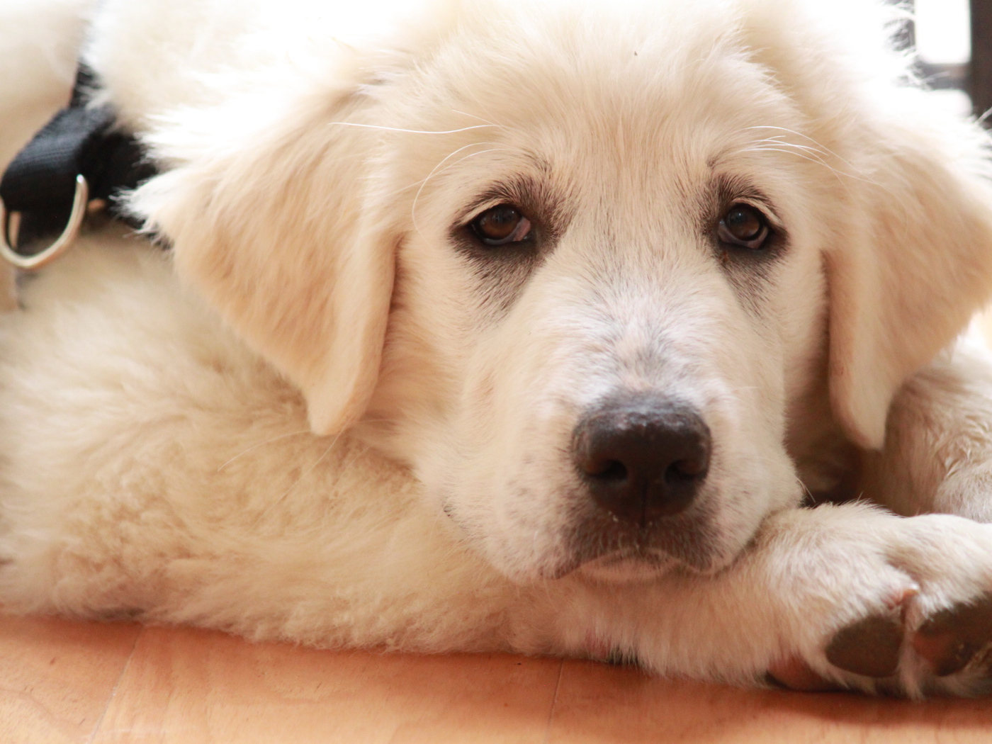 Грустная большая пиренейская собака лежит на полу