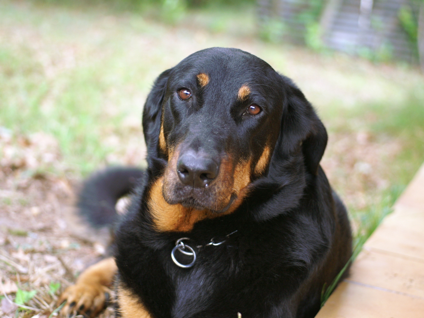 Грустный взрослый босерон лежит на траве