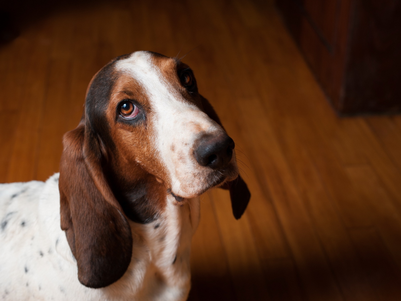 Грустный бассет-хаунд смотрит на фотографа