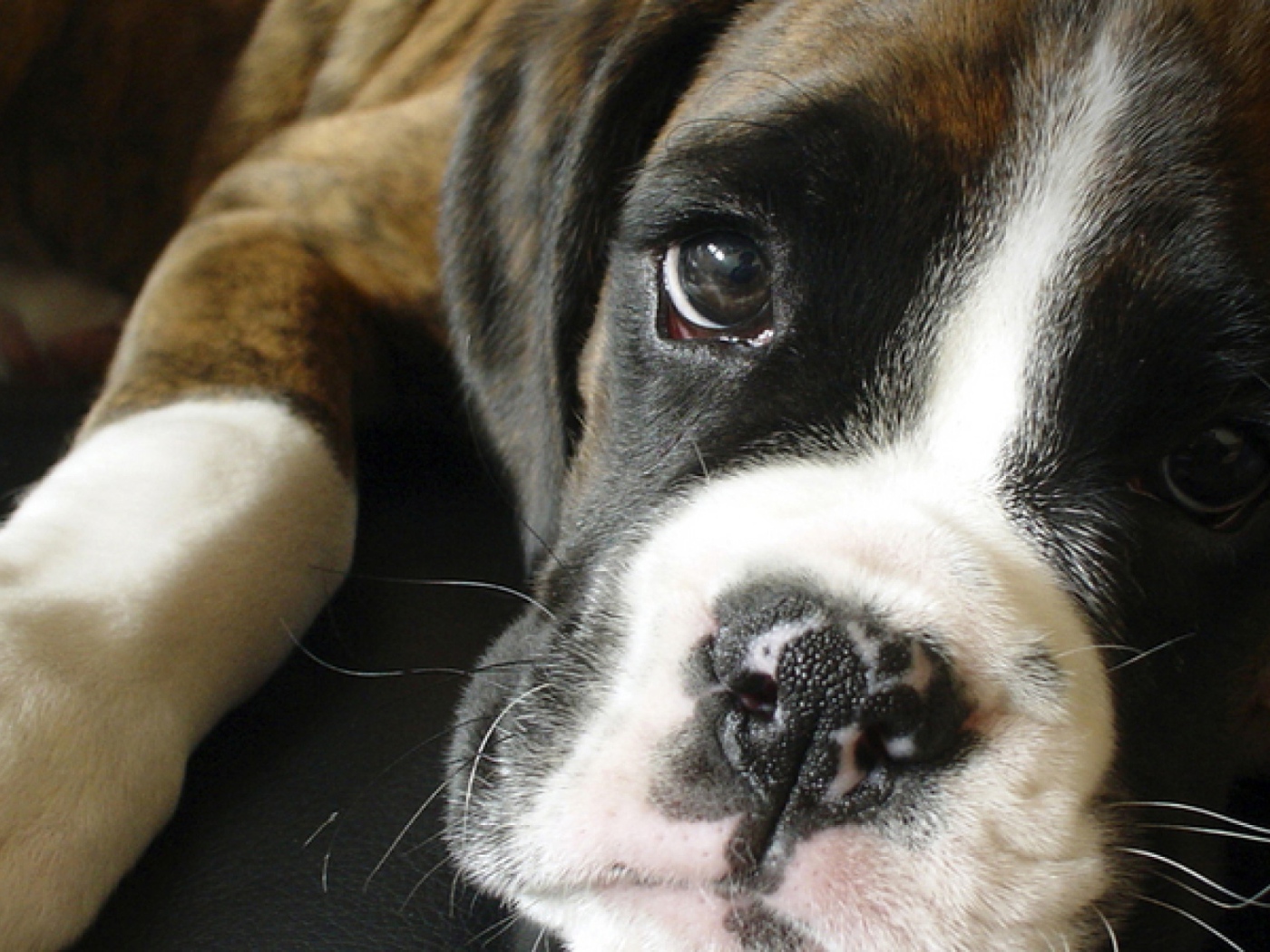 Грустный боксёр крупным планом