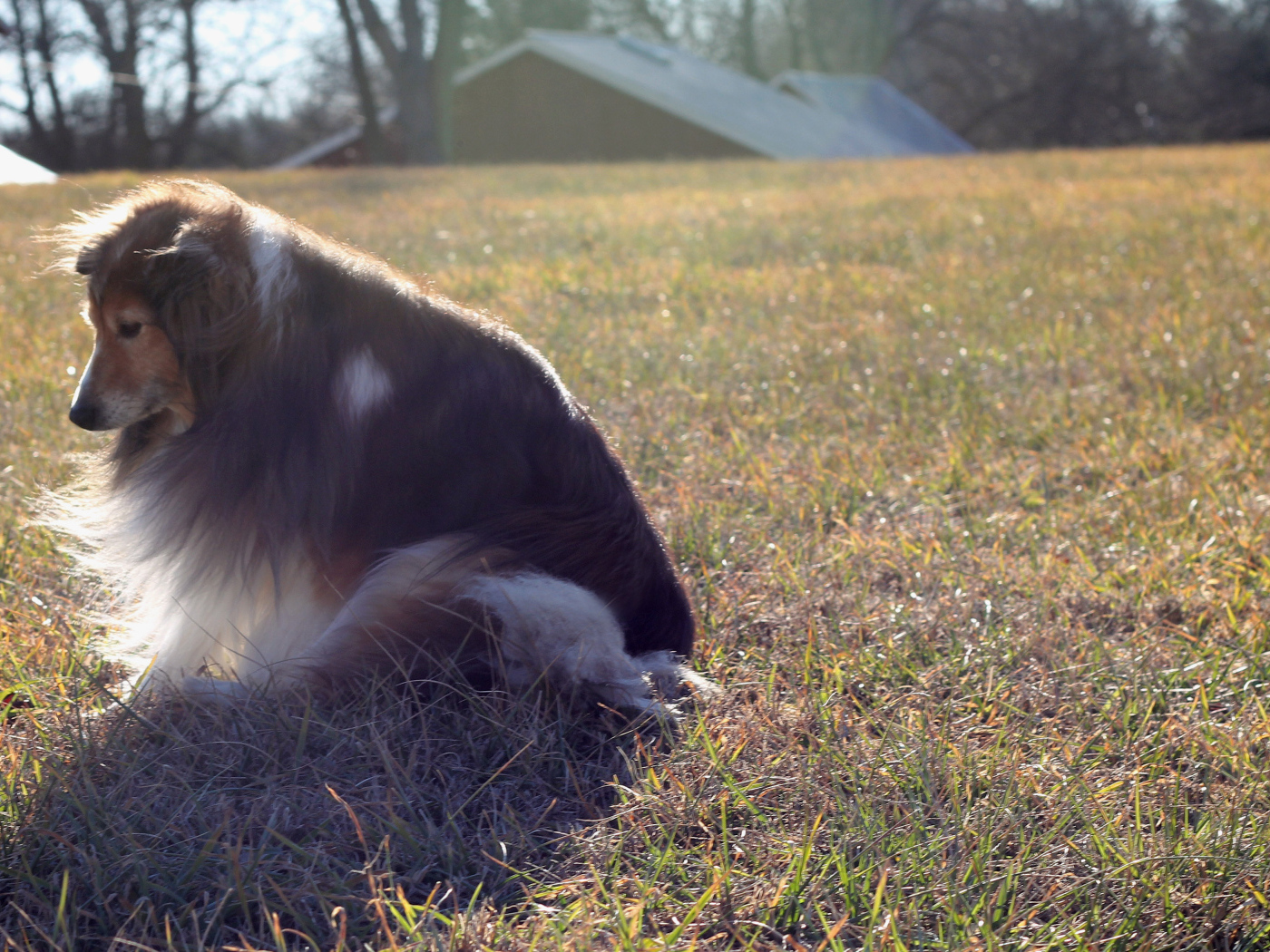 Грустная собака породы шелти