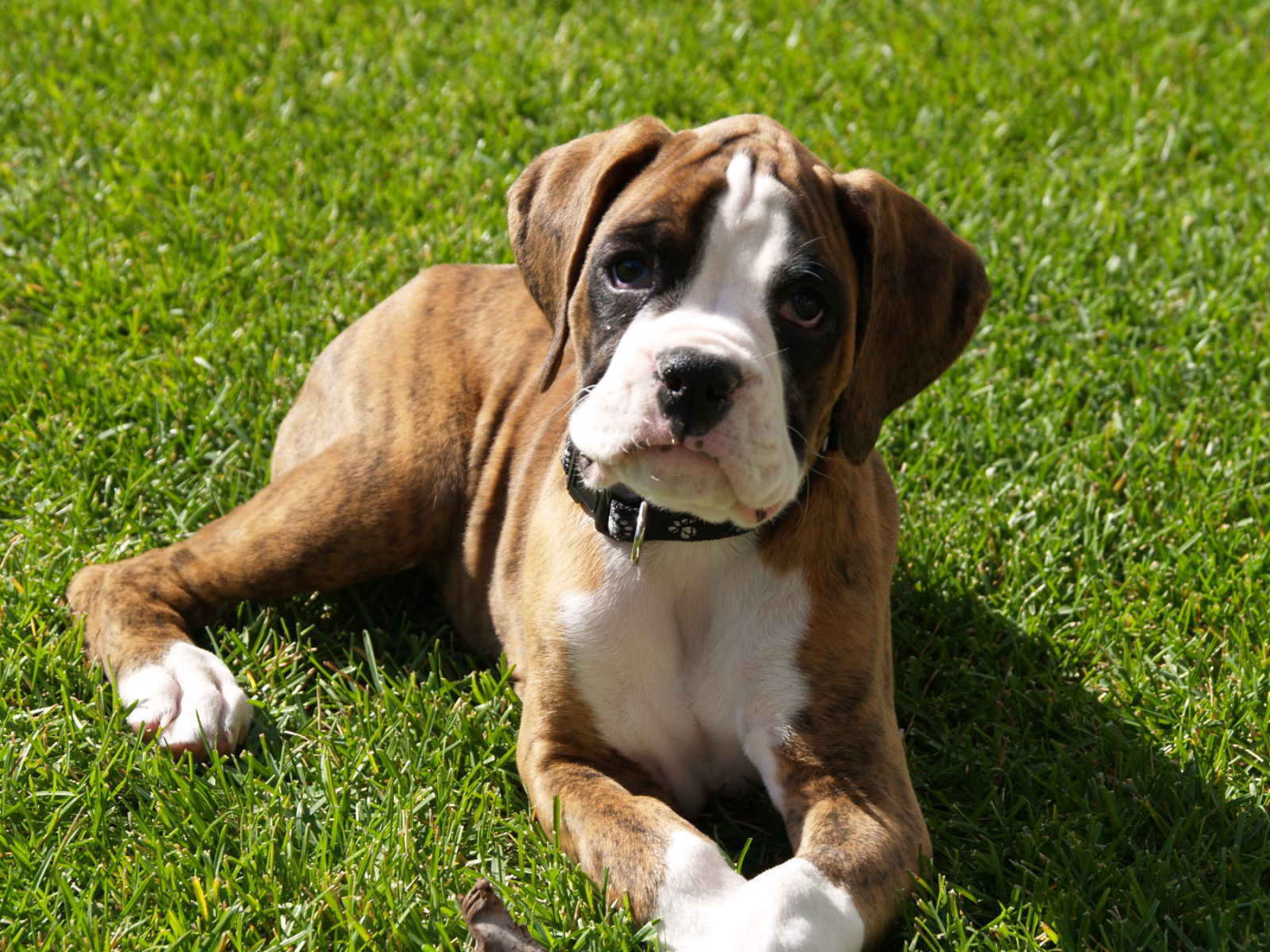 Грустный щенок боксёра лежит на газоне