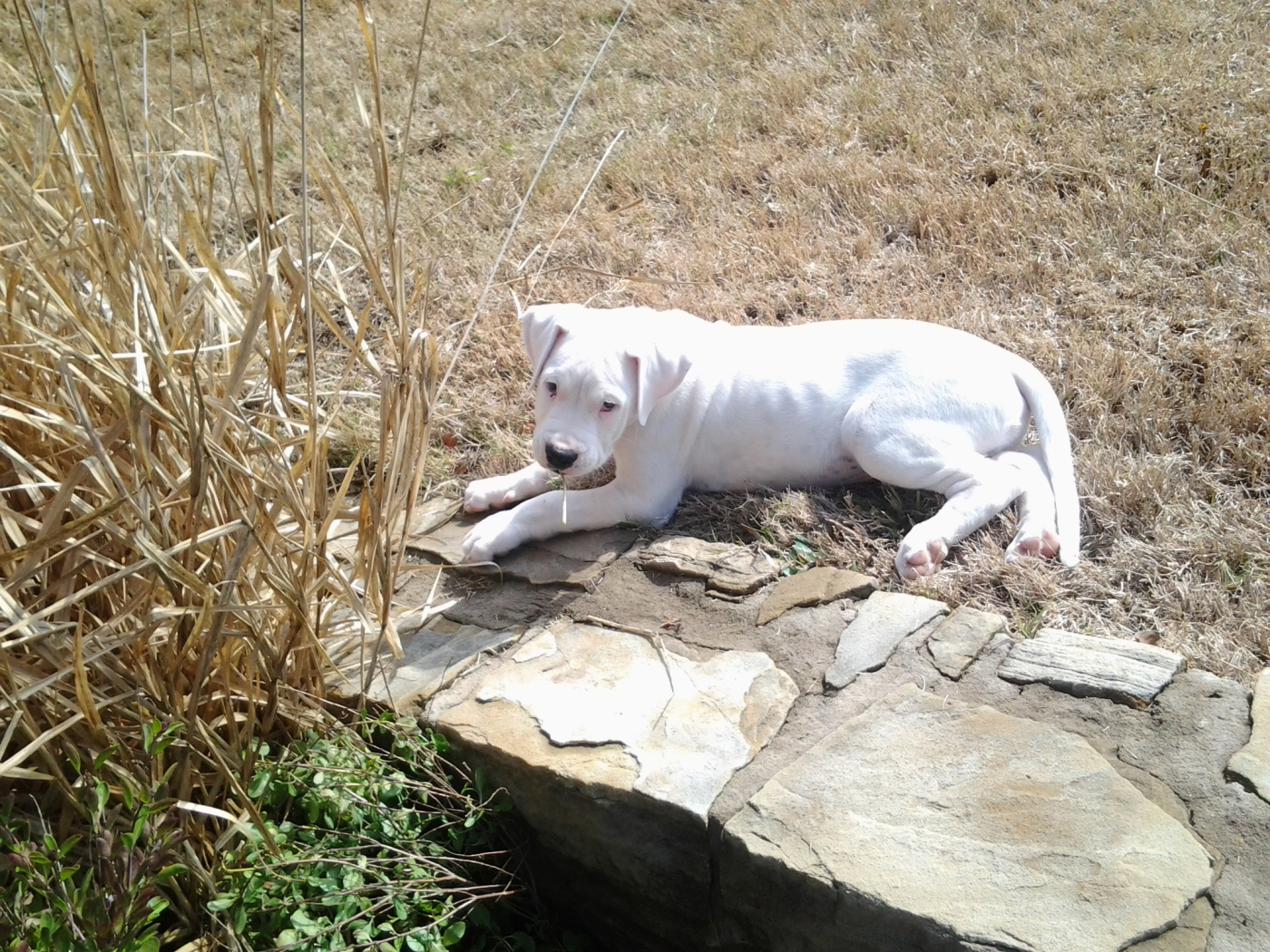 Грустный молодой аргентинский дог